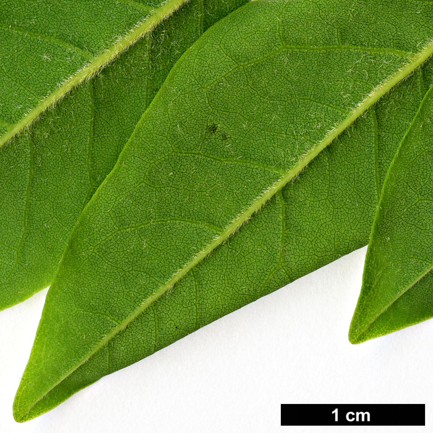 High resolution image: Family: Fabaceae - Genus: Maackia - Taxon: floribunda